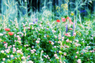Summer meadow, grass field with colorful flowers, nature background concept, soft focus