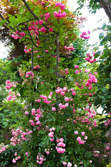Fototapeta na wymiar 薔薇のある庭　薔薇　庭　庭仕事　つるバラ