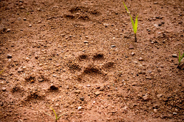 Dog footprint tread on soft soil ground