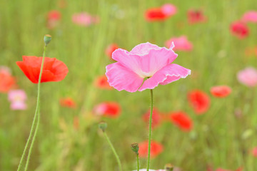 Fototapeta na wymiar Macro details of colorful Poppy flowers with blurred background at summer garden
