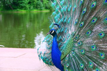 Obraz premium peacock