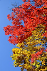 赤と黄色の紅葉