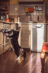 Fototapeta na wymiar kot kuchnia