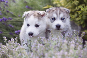 hasky portret © Marta