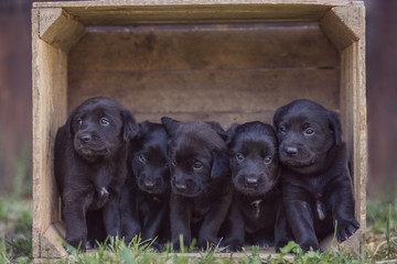 Szczeniaki labradory © Marta