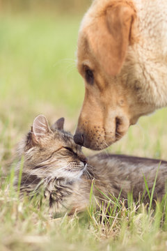 Fototapeta Przyjaźń