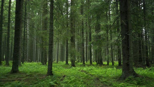 Green Forest. Pine Trees Fairy Forest. Untouched spruce.Elf land. Forest pattern. Camera movement inside the forest. Moths and fir with moos on the ground