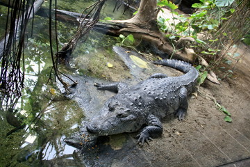 Krokodil