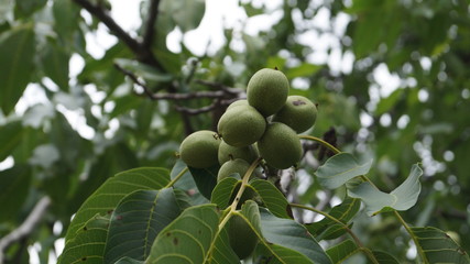  green walnut 