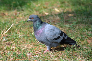 Pigeon on grass