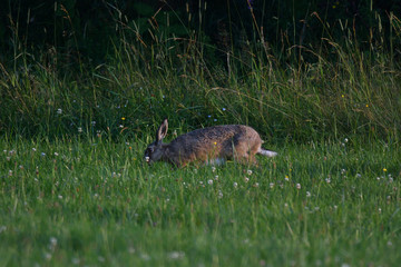 brown hare rabbit grazing the grass on the meadow	