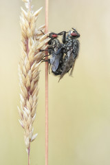Housefly (also house fly, house-fly or common housefly), Musca domestica - mating pair