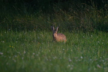 Obraz na płótnie Canvas brown hare rabbit grazing the grass on the meadow 