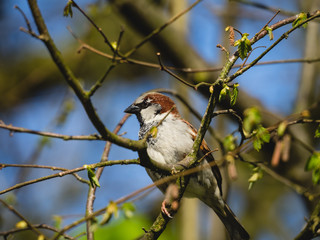 Spatz sitz auf einem Zweig der Knospen hat