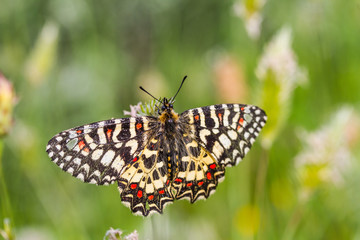 Spanish Festoon Butterfly
