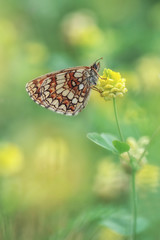 Obraz premium Heath fritillary (Melitaea athalia) - butterfly
