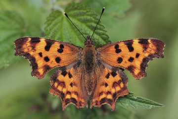  Polygonia c-album, the comma butterfly