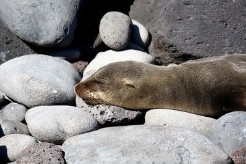 Naklejka premium Sea Lion on Galapagos