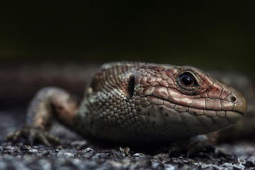 Viviparous lizard or common lizard, Zootoca vivipara