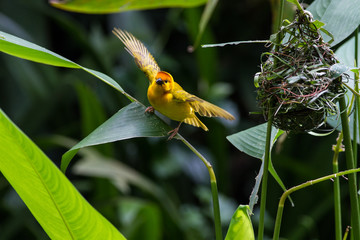 Weaver beside nest