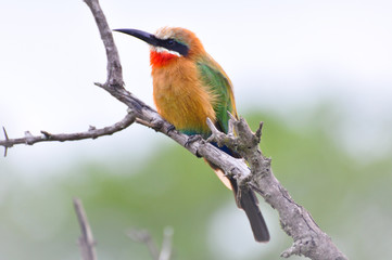 African Bird 