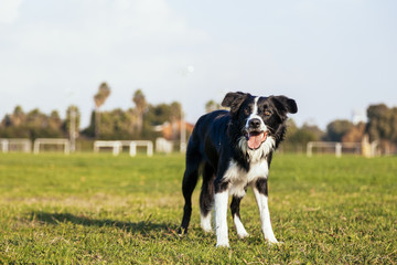 Border Collie Dog Playing in Park