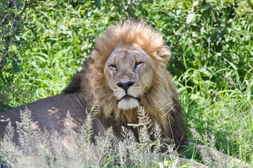 African Lion 