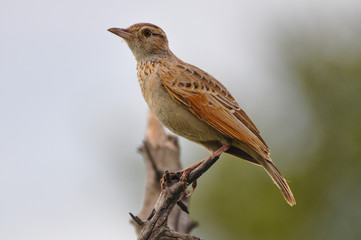 Okavango Delta Bird 