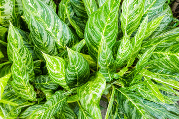 Background of leaves