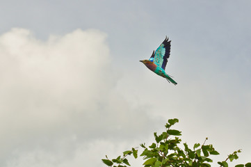Lilac-breasted Roller 
