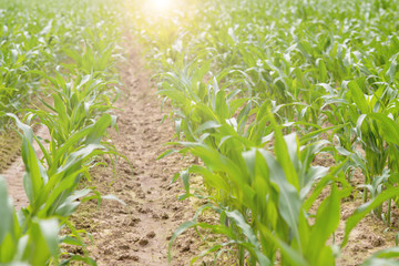 cornfield ,lens flare effect