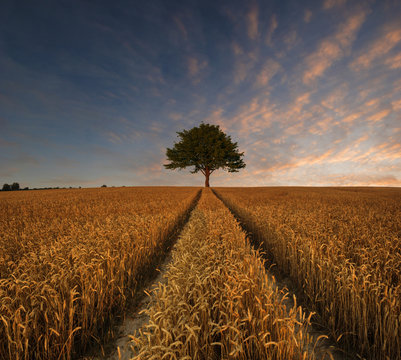 Lonely oak in the field © Mike Mareen