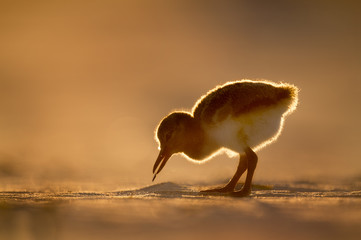 A young American Oystercatcher chick picks up tiny things on the beach to see if they are edible as...