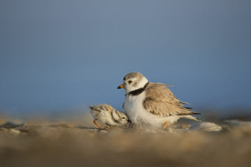 A baby Piping Plover tries to find cover under an adult on a sandy beach on a bright sunny morning.
