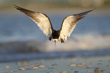 A Black Skimmer just after takeoff on a sandy beach covered with shells in the early morning sunlight.