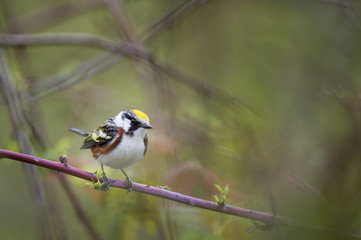 A Chestnut-sided Warbler perches on a thorny branch in dense cover showing off its bright yellow, rusty, black and white colors on an overcast day.