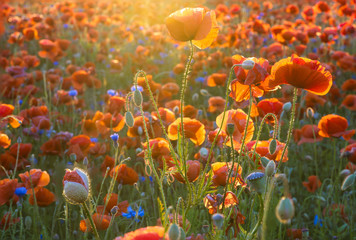 Fototapeta premium Red poppies among wildflowers in the sunset light