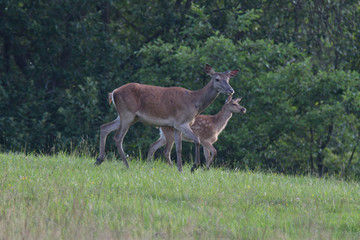 Naklejka na ściany i meble herd of deersskin and deers on the meadow grazing 