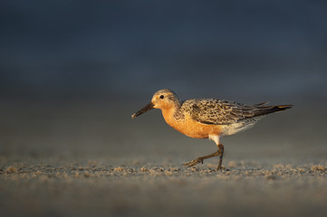 A Red Knot walks along the sandy beach in a beam of sunlight with a dark blue background.