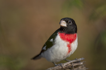 A male Rose-breasted Grosbeak perches on a log in the soft morning sunlight showing off his bright red chest with a smooth brown background.