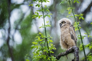 A Great-horned Owlet perched on a branch in a heavy rain surrounded by green leaves.