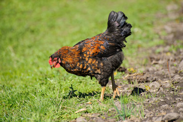 cock on the green grass