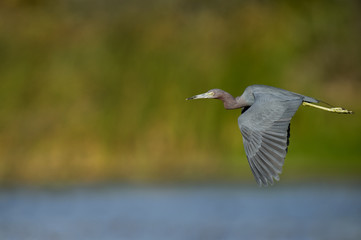 A Little Blue Heron flies in front of a green and blue background in the morning sunlight.