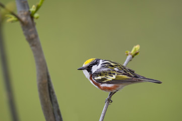 A strikingly colorful Chestnut-sided Warbler perches on a small branch with fresh spring growth in front of a smooth green background.