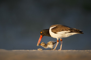An adult American Oystercatcher feeds a piece of Sand Crab to its cute young chick on a sandy beach...