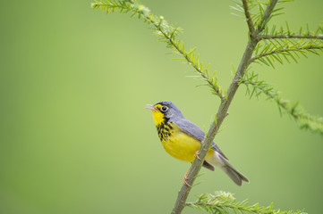 A male Canada Warbler perched on a pine sapling sings out in soft overcast light with a bright green smooth background.