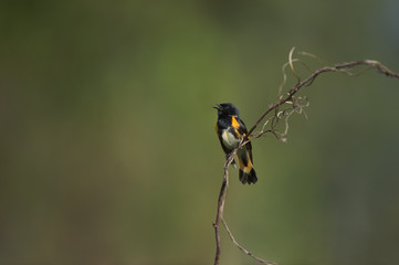 A male American Redstart sings out in the soft morning sun with a smooth green background.