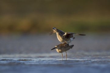 A pair of Willet are mating in the shallow water along the muddy beach in the evening sunlight.