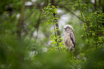 A Great Horned Owlet tries to get a few minutes of rest in a passing spring rain storm surrounded by lush green leaves.