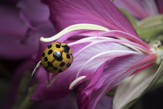 Lady Beetle in Thailand and Southeast Asia.